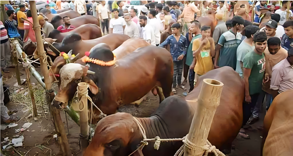 কুরবানির পশুর হাটে চাঁদাবাজি সহ্য করা হবে না-কঠোর হুঁশিয়ারি প্রতিমন্ত্রীর