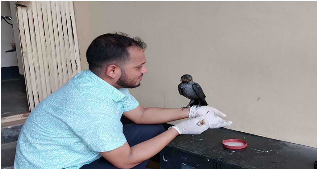 চিকিৎসার খোঁজে নিজেই হাসপাতালে হাজির কাক, চট্টগ্রামে বিস্ময়কর ঘটনা