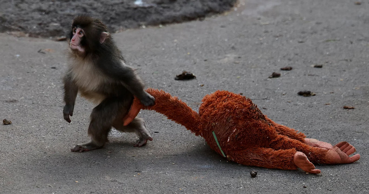 নিঃসঙ্গ বানর পাঞ্চ, খেলনা ওরাংওটাং জড়িয়ে ভাইরাল