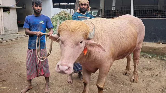 নারায়ণগঞ্জে ৭০০ কেজির মহিষের নাম ডোনাল্ড ট্রাম্প!