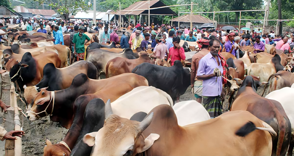 ঈদুল আজহা ঘিরে সারাদেশে বসছে ৩৬০০ পশুর হাট, ঢাকায় ২৭টি