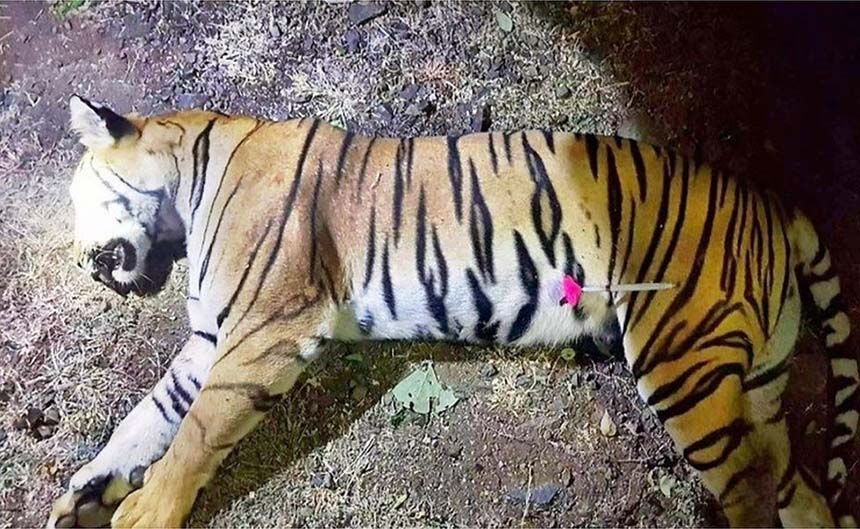 ভারতে ৯ জনকে মেরে ফেলা বাঘকে গুলি করে হত্যা