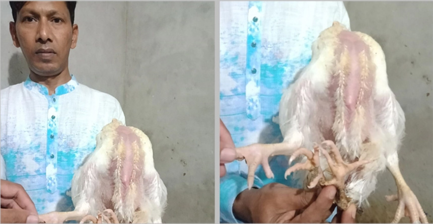 নারায়ণগঞ্জে একটি মুরগির চার পা