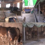 ব্যতিক্রমী এক আবাসিক হোটেল, মানুষ নয় গরু থাকার জন্য!