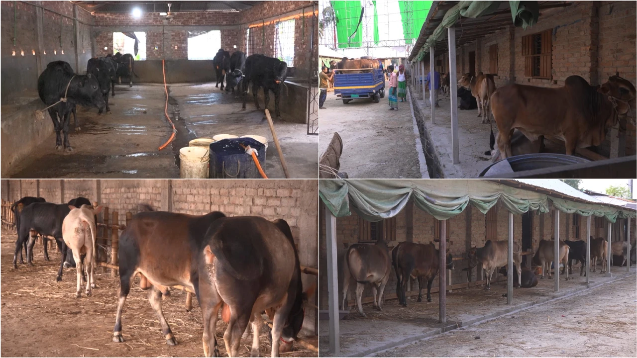 ব্যতিক্রমী এক আবাসিক হোটেল, মানুষ নয় গরু থাকার জন্য!