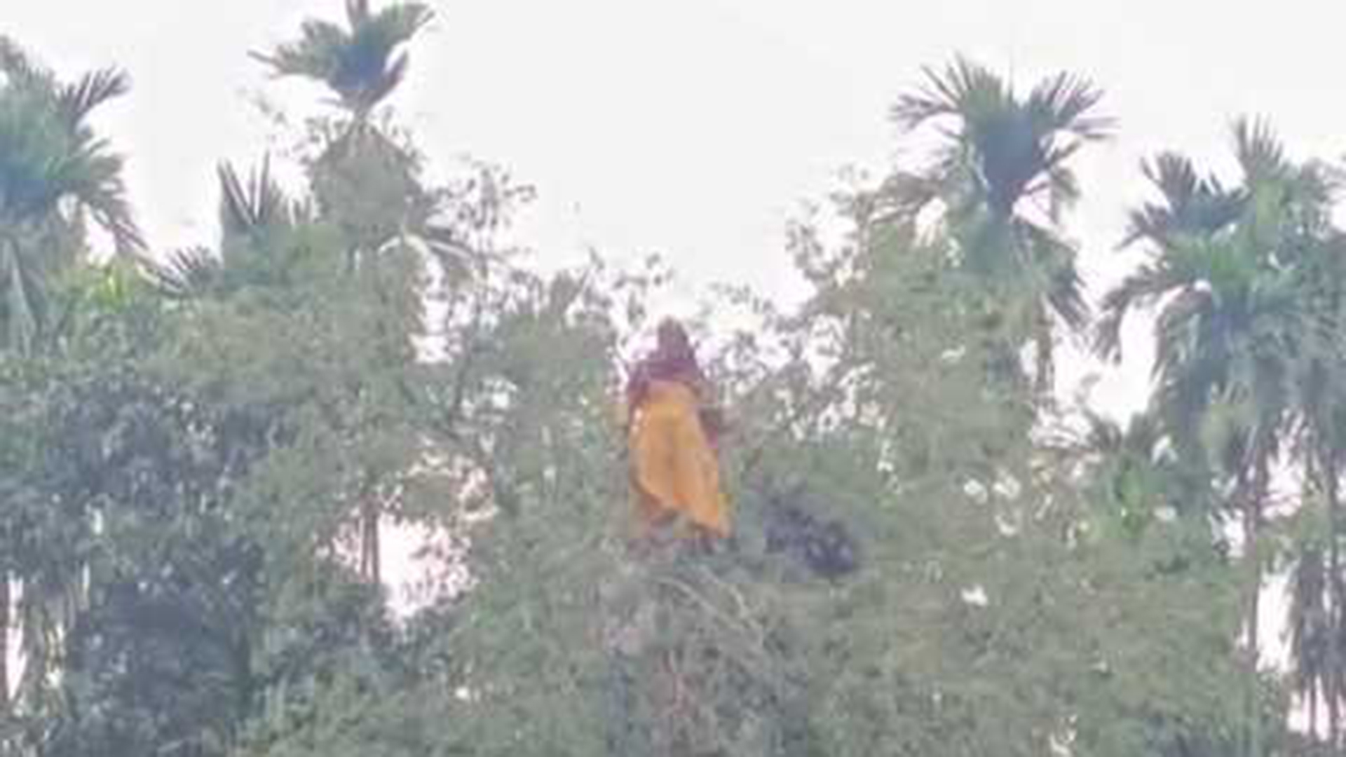 নিখোঁজ নারী তেঁতুল গাছের মগডালে, ফায়ার সার্ভিস পৌঁছাতেই পুকুরে লাফ