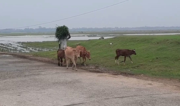 বজ্রপাতের ছোবলে হাওরজুড়ে শোক, শিশুসহ নিহত ১০