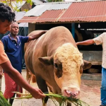 ১২ লাখ টাকার নেইমার! হেলেদুলে হাঁটে, থালা-বাটিতে মারে লাথি
