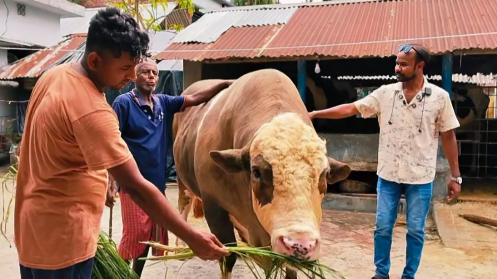 ১২ লাখ টাকার নেইমার! হেলেদুলে হাঁটে, থালা-বাটিতে মারে লাথি