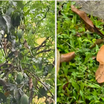 পড়ে থাকা আম কুড়ালেই লাখ টাকার জরিমানা! সিঙ্গাপুরের আইন ঘিরে তোলপাড়