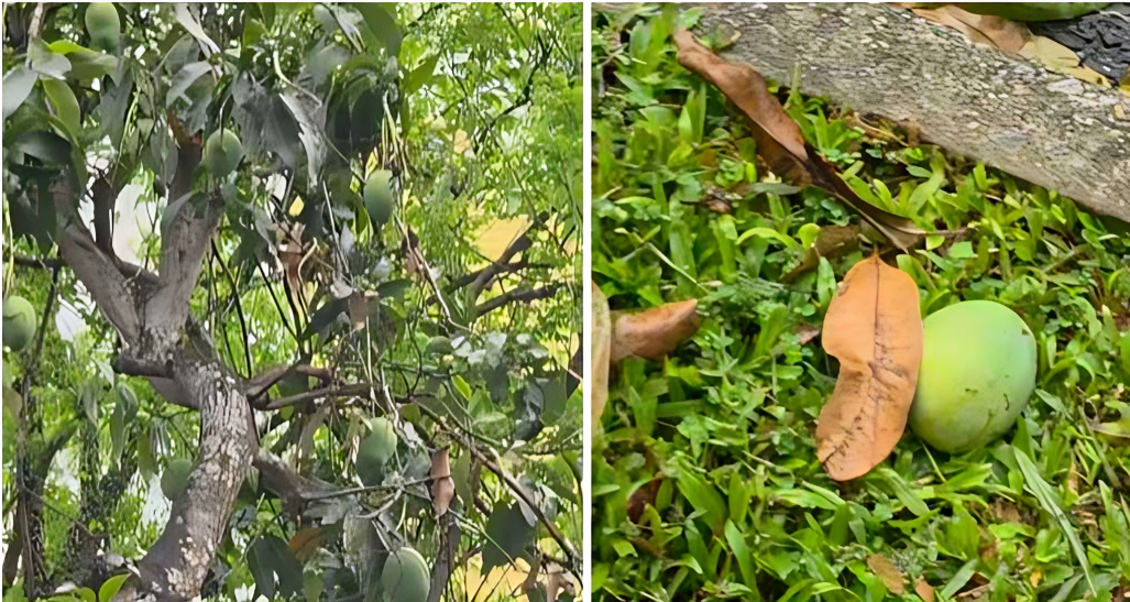 পড়ে থাকা আম কুড়ালেই লাখ টাকার জরিমানা! সিঙ্গাপুরের আইন ঘিরে তোলপাড়