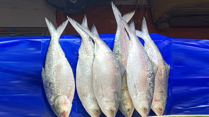 টানা দুই মাস ইলিশ আহরণে নিষেধাজ্ঞা, অমান্য করলে কঠোর শাস্তি