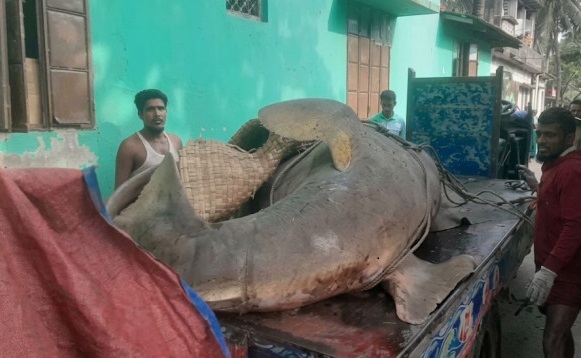 জেলের জালে করাতি মাছ, ২ লাখ ৫০ হাজারে বিক্রি