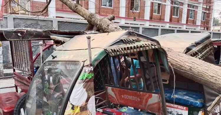 সড়কের ওপর হঠাৎ ভেঙে পড়ল গাছ, যাত্রীরা অলৌকিকভাবে বেঁচে গেলেন