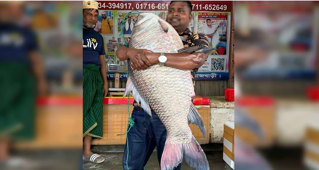 পদ্মায় ২৫ কেজির বিশাল কাতল বিক্রি ৪৮ হাজার টাকায়