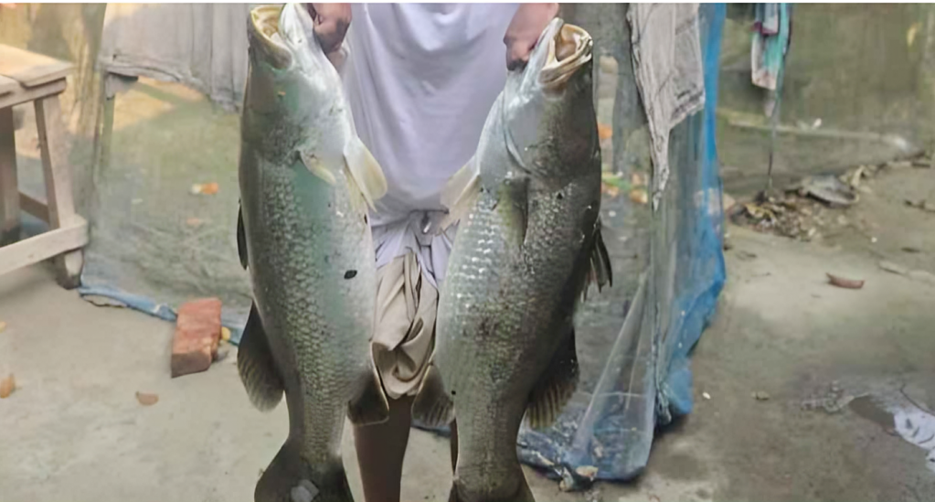 জাল তুলতেই চমক, পুকুরে মিলল ২৬ কেজির কোরাল মাছ