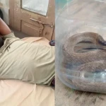সাপের কামড় খেয়ে সাপ নিয়ে হাসপাতালে যুবক!