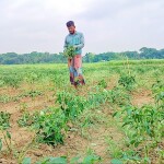 ঋণের টাকায় গড়া কৃষকের মরিচ ক্ষেত কেটে সাবাড় করলো দুর্বৃত্তরা