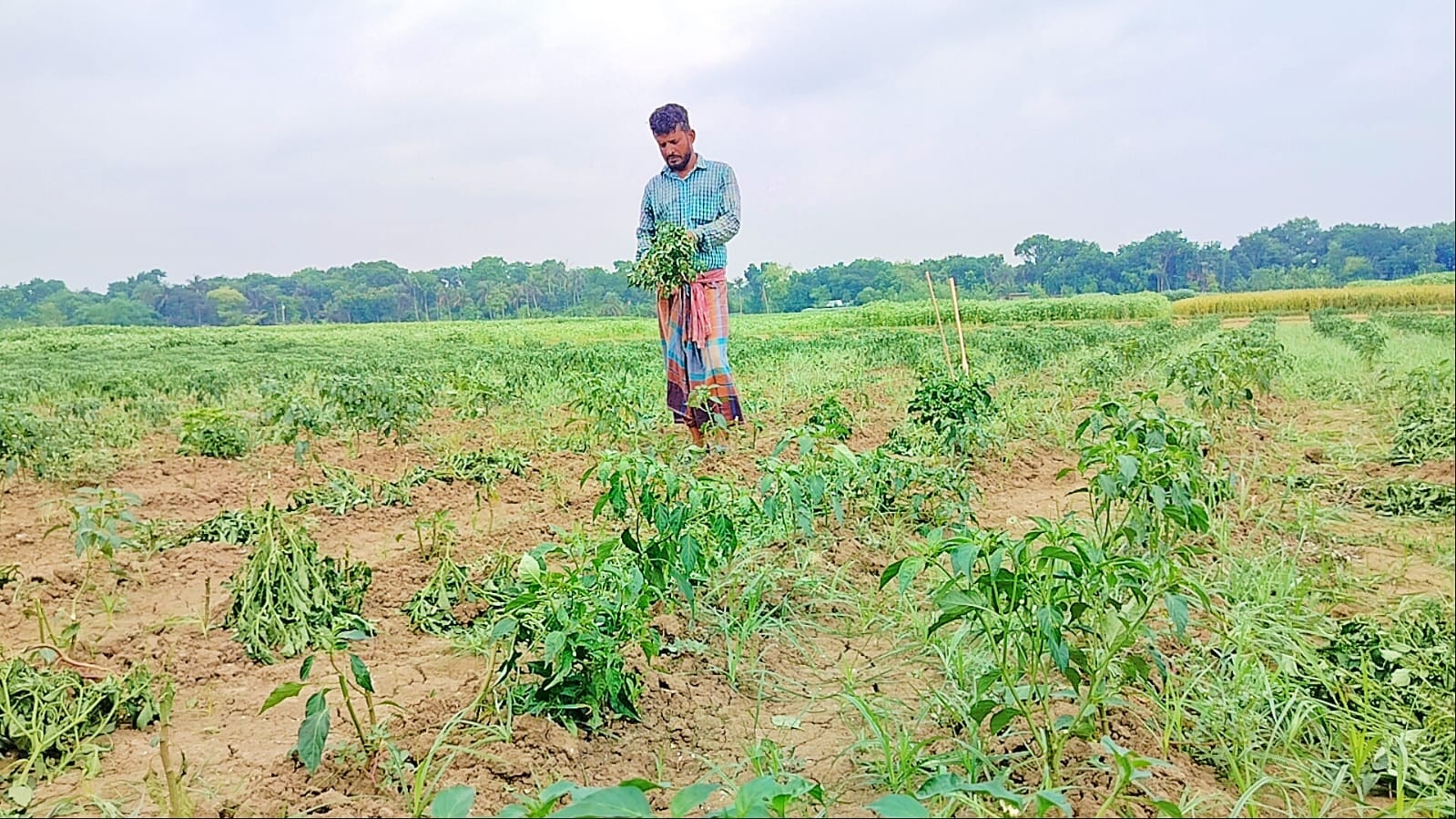 ঋণের টাকায় গড়া কৃষকের মরিচ ক্ষেত কেটে সাবাড় করলো দুর্বৃত্তরা
