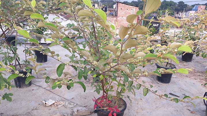 শ‌খের ছাদবাগা‌নে সাফ‌ল্যের স্বপ্ন বুন‌ছেন সালথার ফুয়াদ