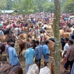 ফেনীতে কোরবানির পশুর হাটে জমে উঠেছে বেচাকেনা