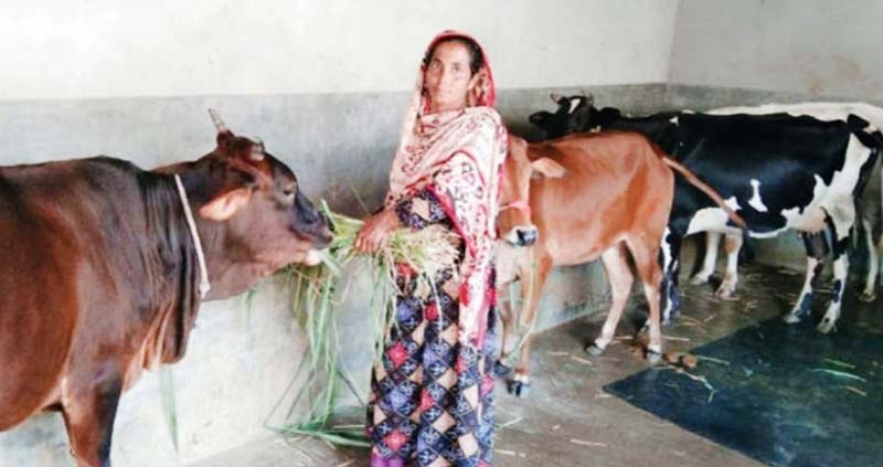 গাভী পালনে স্বাবলম্বী পাঁচবিবির আফরুজা সুলতানা