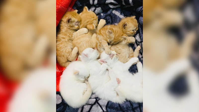 সাত বাচ্চা রেখে বিড়াল নিখোঁজ, সন্ধানে শহরজুড়ে মালিকের মাইকিং