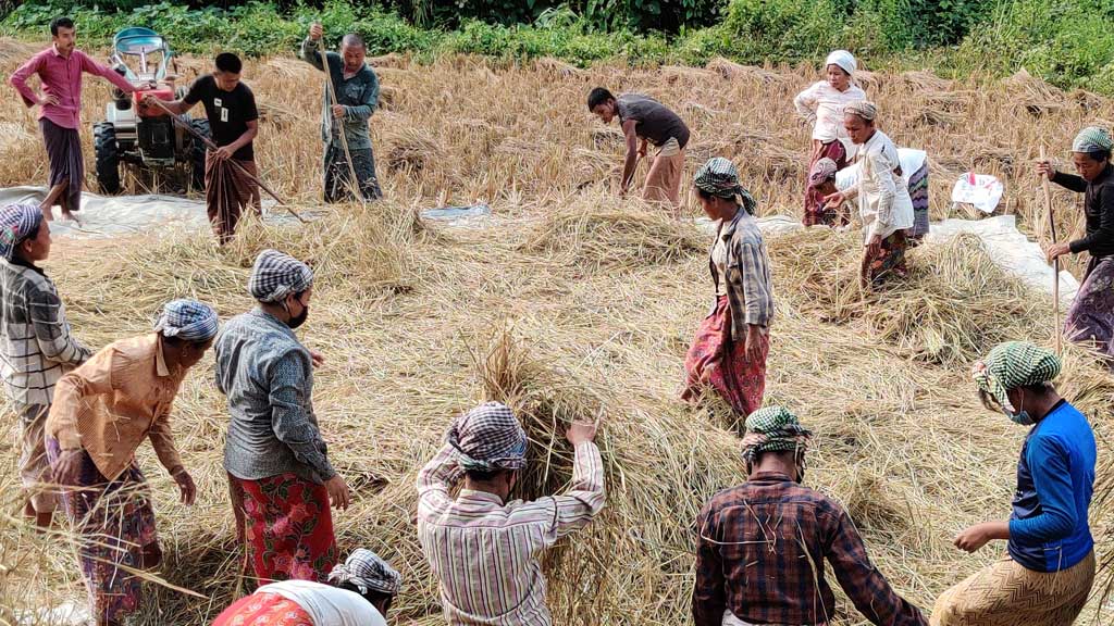 পাহাড়ে ‘শ্রম বিনিময়’ প্রথায় ধান সংগ্রহে ঐতিহ্যের ঝলক