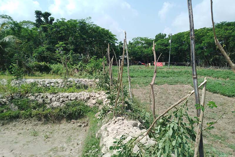 গাছের সাথে এ কেমন শত্রুতা?