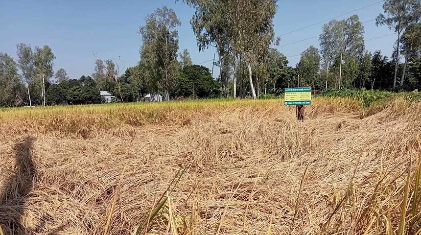 বেলকুচিতে মাঠে পুরছে কৃষকের স্বপ্ন, কৃষিতে কাজে আসছে না বরাদ্দ