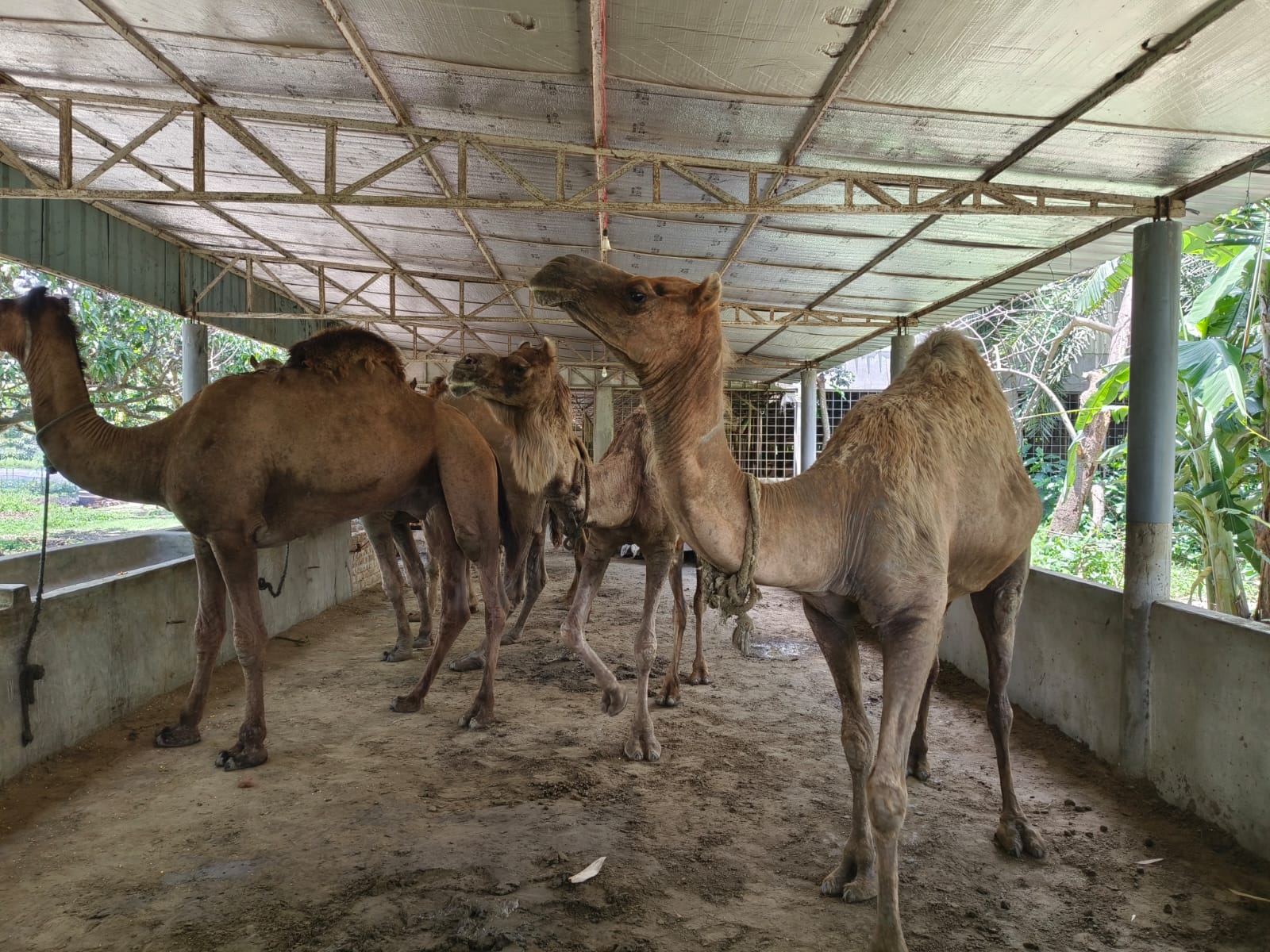 যশোরের বেনাপোলে বাণিজ্যিকভাবে চাষ হচ্ছে মরুভূমির উট