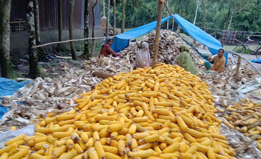 বোদায় ভুট্টার দ্বিগুণ দাম পেয়ে খুশি কৃষকরা