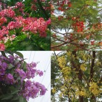 বেরোবি ক্যাম্পাসে গ্রীষ্মের বর্ণিল ফুলের রাজত্ব