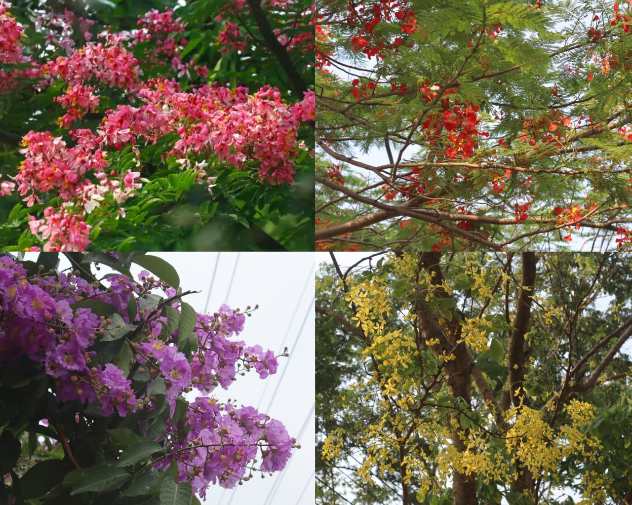বেরোবি ক্যাম্পাসে গ্রীষ্মের বর্ণিল ফুলের রাজত্ব