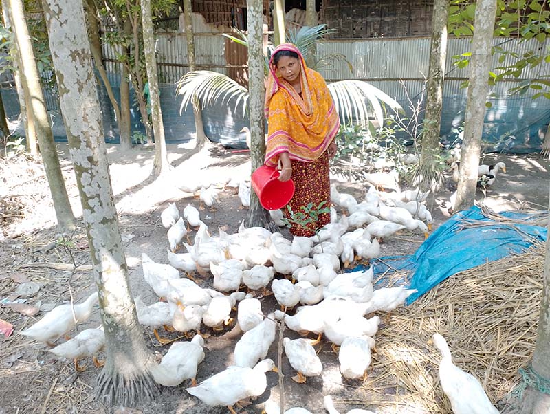পেকিন হাঁস পালন করে দারিদ্র্যতাকে জয় চিলাহাটির মেরিনা’র