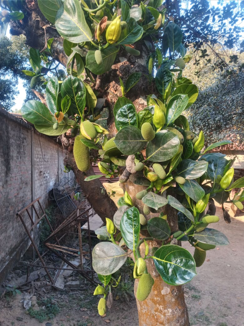 সাপ্তাহিক জয়যাত্রার ৪৩ বছর পূর্তি উৎসব পালিত