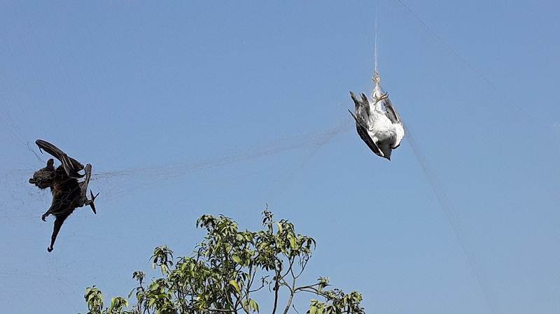 দৌলতপুরে লিচু রক্ষায় কারেন্ট জালের ফাঁদে প্রাণ হারাচ্ছে শতশত পাখি