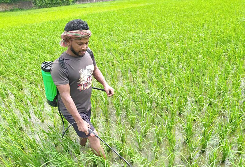 দৌলতপুরে আমন চাষে শঙ্কা মাথায় নিয়ে লক্ষ্য পূরণ, ফলন নিয়ে চিন্তা!