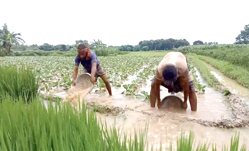 দৌলতপুরে জলাবদ্ধতায় ফসলের ক্ষতি, চাষিদের স্বপ্নভঙ্গ