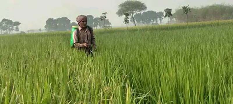 দৌলতপুরে আমন ক্ষেতে পোকার আক্রমণ, কৃষকরা পাচ্ছে না সঠিক নির্দেশনা