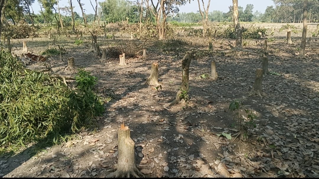 সিলেটের সাদা পাথরের মতো লুট হচ্ছে ডোমারের গোসাইগঞ্জ বন বিভাগের গাছ