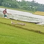 সুনামগঞ্জে আবারও ভারী বৃষ্টি, সুরমা নদীতে পানি বাড়ছে