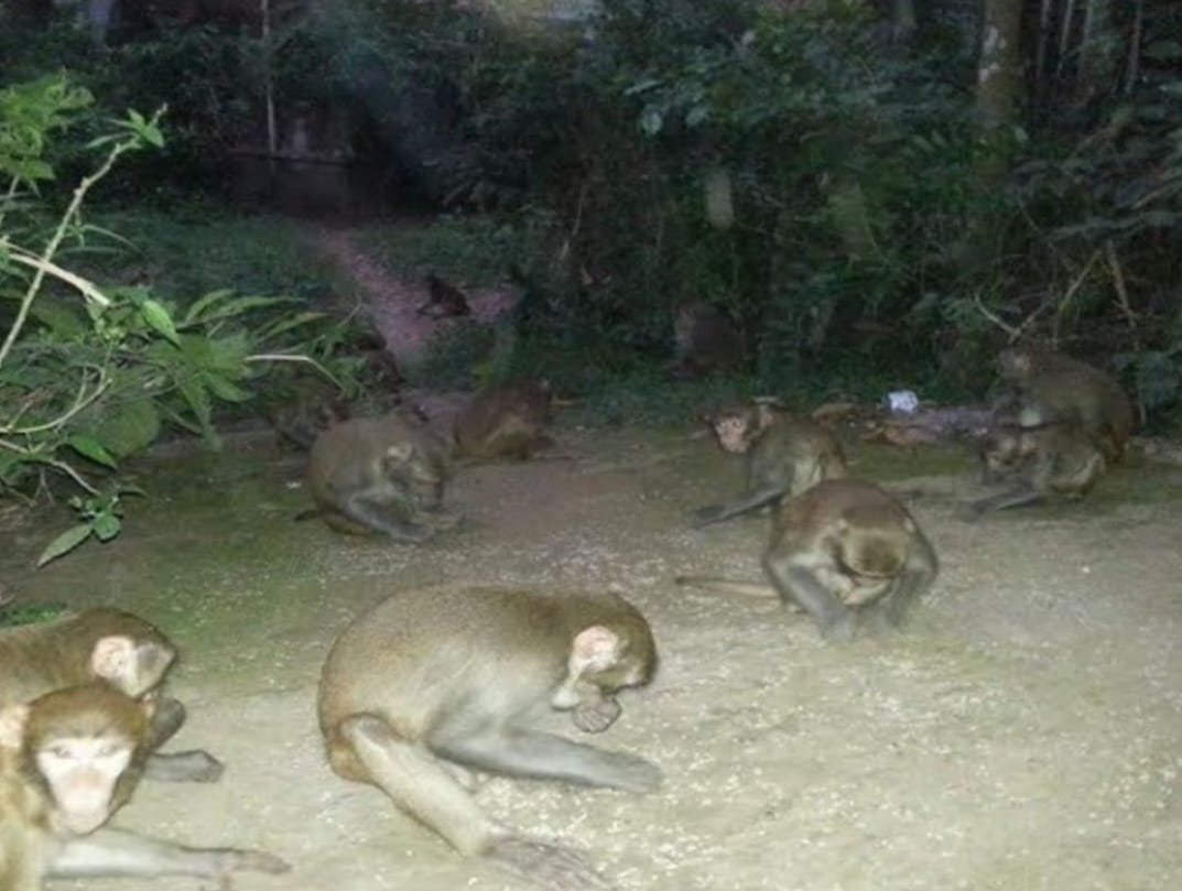 খাদ্যর সন্ধানে ভারত থেকে ঝাঁকে ঝাঁকে বানর বাংলাদেশে, অতিষ্ঠ গ্রামবাসী