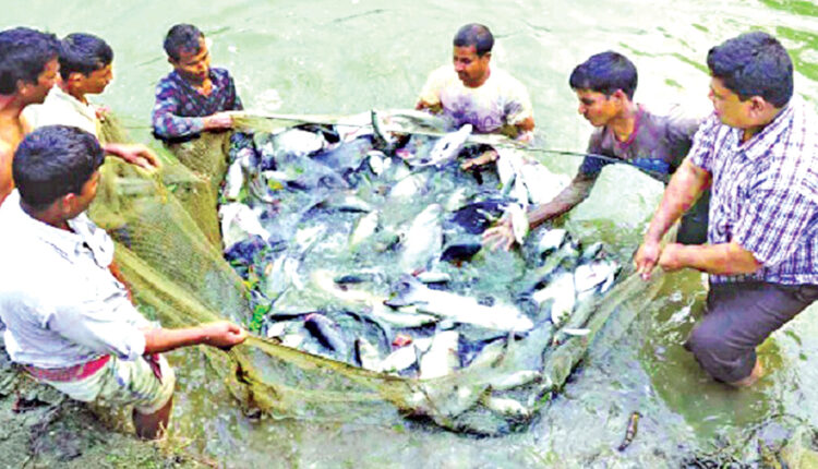 রাণীনগরে চাহিদার তুলনায় বছরে ৩ হাজার মে. টনের বেশি মাছ উৎপাদন