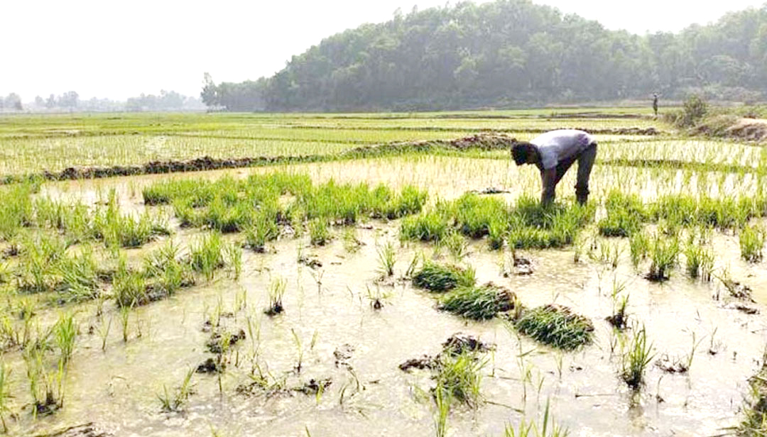 নালিতাবাড়িতে বোরো ফসলের মাঠে বন্যহাতির তাণ্ডব