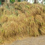 গাইবান্ধা সদরে ইরি-বোরো ধানের বাম্পার ফলন, কৃষকদের মুখে হাসি