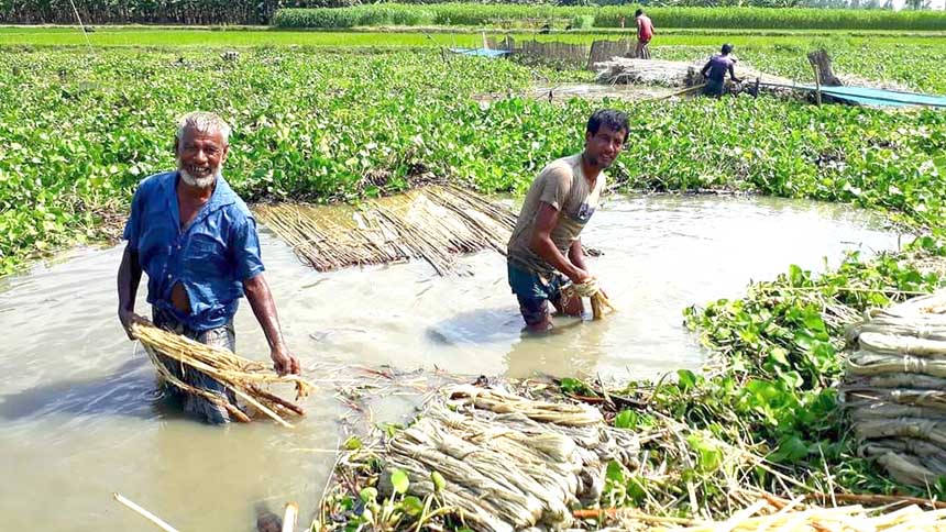 গোবিন্দগঞ্জে পাটের বাম্পার ফলন, দাম ভালো পাওয়ায় চাষে আগ্রহ