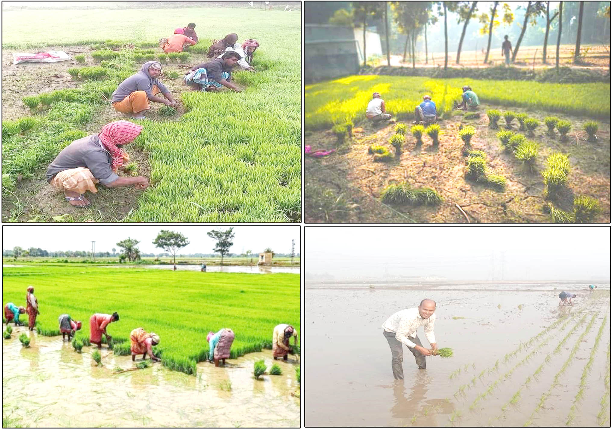 হবিগঞ্জ জেলা জুড়ে হাওড়ে স্বপ্ন বোনায় ব্যস্ত কৃষকরা