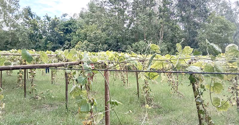 যাত্রা বড়বাড়িতে দোকানদারের ভুলে কৃষকের দেড় একর সবজি নষ্ট