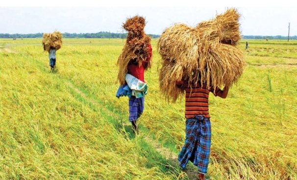 রোপা আমনের গন্ধে মাতোয়ারা কৃষাণ-কৃষাণীরা